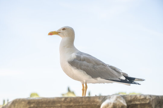 A seagull is perched on a stone structure in Rome. It looks around as people pass by. The blue sky is visible above, and the scene captures the busy atmosphere of the city.