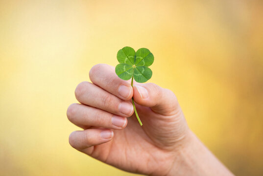 Hand Holding a Four Leaf Clover for Good Luck