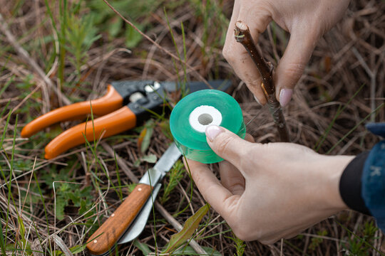 gardener cuts a scion branch of a fruit tree with a knife blade for grafting garden trees in spring