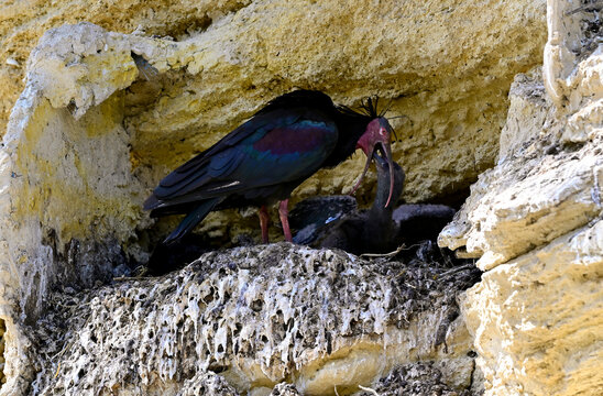 Northern bald ibis feeds juvenile in a spanish breeding colony // Waldrapp f&uuml;ttert Jungvogel in einer spanischer Brutkolonie (Geronticus eremita) - Vejer de la Frontera, Andalusia, Spain