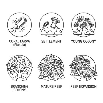 A comprehensive set of outline icons illustrates the distinct stages of coral growth, from the initial coral larva (planula) and settlement to the formation of a young colony, branching colony.