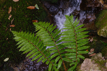 Vibrant fern fronds frame a gentle forest stream © Sando