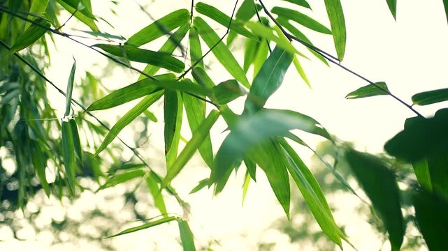 Fresh green bamboo leaves in India with soft sunlight filtering through the foliage.