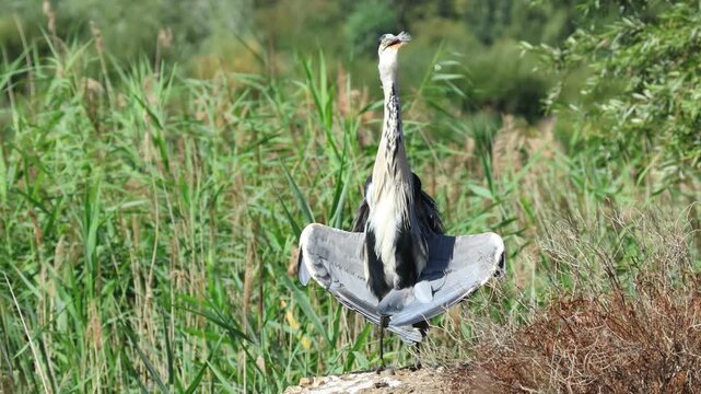 A Grey Heron, Ardea cinerea, in the sun-basking pose facing the sun, to regulate body temperature, dry feathers, or dislodge parasit standing on the bank of a lake.