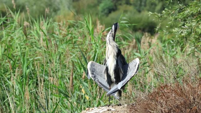 A Grey Heron, Ardea cinerea, in the sun-basking pose on the bank of a lake preening.