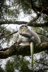Low angle shot of a wild grey langur monkey perching on a branch in the lush rainforest. © Arik Bintang