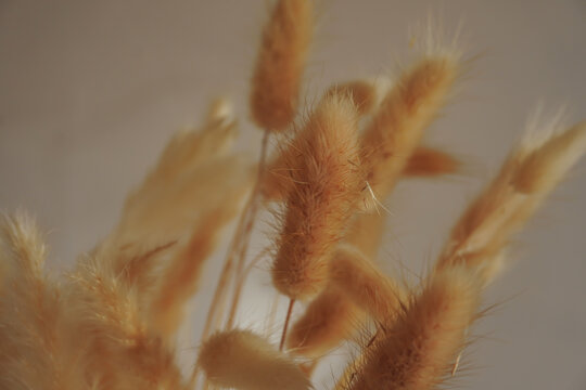 Macro view of fluffy dried bunny tail grass in warm neutral tone for aesthetic background mockup.