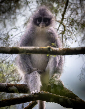 Low angle shot of a wild grey langur monkey perching on a branch in the lush rainforest.