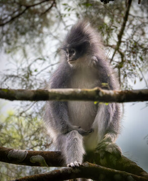 Low angle shot of a wild grey langur monkey perching on a branch in the lush rainforest.
