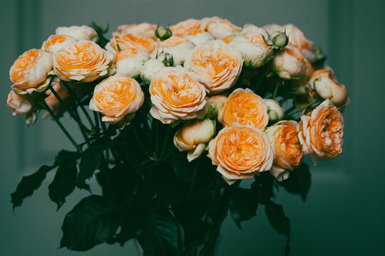 Beautiful coral pion-shaped rose. Bouquet Shrub roses. Illuminating yellow.