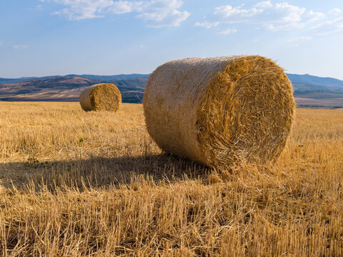 Round Straw Bales in Golden Harvest Field with Hills in Background