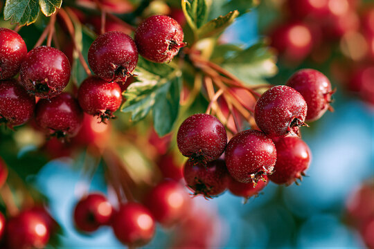 Crimson hawthorn berry clusters on branches with green leaves under warm autumn sunlight, soft blurred sky background with right copy space, ideal for seasonal harvest food marketing.
