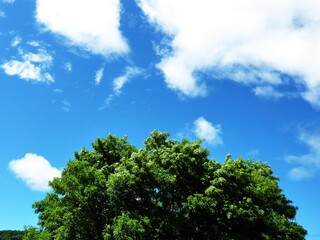 Fototapeta premium 空, 木, 自然, 青, 緑, 森, 風景, サマー, 雲, 草, とぶ, 公園, 日, アウトドア, 牧草地, 野原, 美しい, 植える, ナチュラル, 上機嫌の, 道, 包囲, 田舎, sky, trees, nature, blue, green, forest, landscape, summer, clouds, grass, flying, park, day, outdoors, 