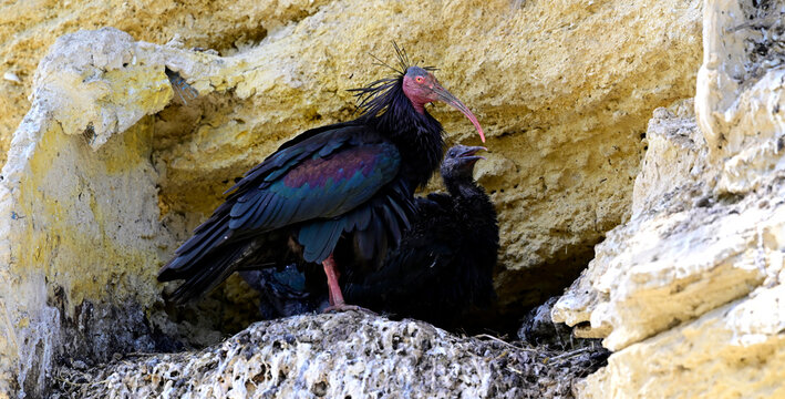 Northern bald ibis with juvenile in the nest // Waldrapp mit Jungvogel im Felsen-Nest  (Geronticus eremita) - Vejer de la Frontera, Andalusia, Spain
