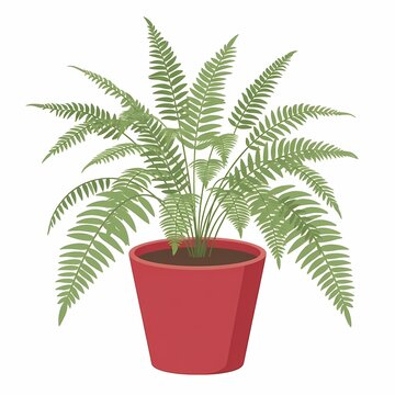 Healthy Potted Fern Plant Illustration Isolated on White Background