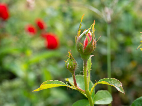 Close-up of red rose buds before blooming in a green garden, symbolizing new growth, beauty and romance with uses in floral, perfume, cosmetics and gardening concepts.