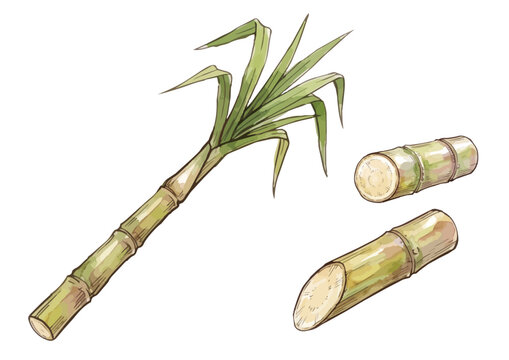 Fresh sugarcane illustration with juicy cut stalks, glossy fibrous texture and vibrant tropical plant styling ／ シズル感のあるサトウキビのイラスト、みずみずしい切り口と艶やかな繊維質を鮮やかに表現した南国の植物