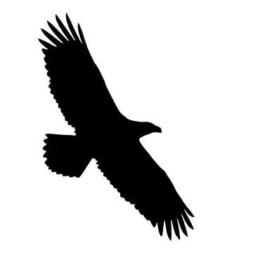 Eagle Silhouette Flying Soaring Isolated on White Background - Black Raptor Bird Vector Outline, Hawk Falcon Icon, Graphic Design Element