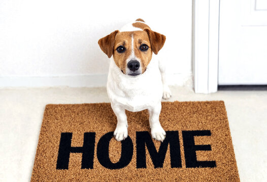 Adorable small jack russell dog sitting on a welcome doormat at home entrance