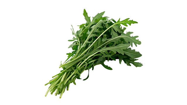 Bunch of fresh green rucola arugula leaves isolated on a white background organic