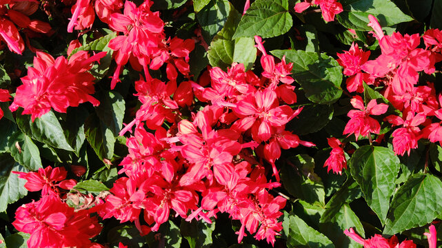 Red, fiery flowers of salvia splendens, blooming like a carpet in the garden.