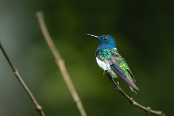 Obraz premium Male white-necked jacobin in profile on branch