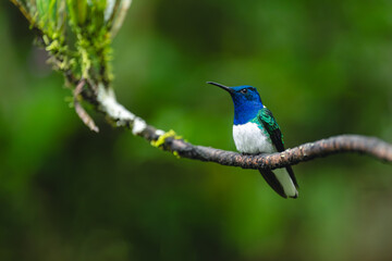 Obraz premium Male white-necked jacobin on branch in forest