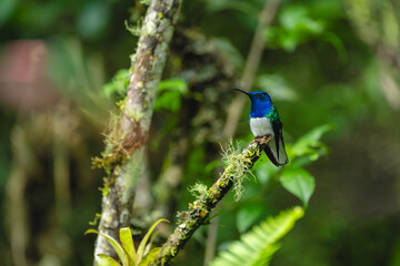 Obraz premium Male white-necked jacobin on branch in jungle