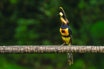Naklejka premium Pale-mandibled aracari perches catching food in beak