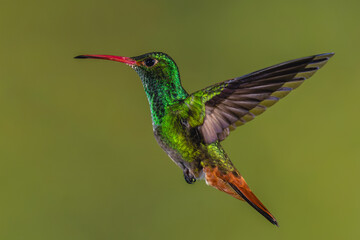 Obraz premium Rufous-tailed hummingbird hovers against green background bokeh