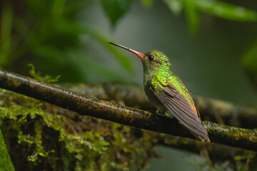 Obraz premium Rufous-tailed hummingbird in jungle on wet branch