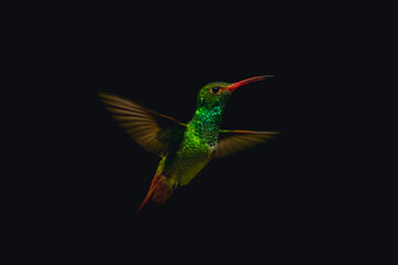 Obraz premium Rufous-tailed hummingbird spreads wings against black background