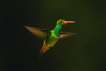 Obraz premium Rufous-tailed hummingbird spreads wings against green background