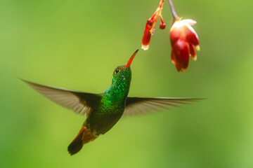 Obraz premium Rufous-tailed hummingbird spreads wings feeding from flower