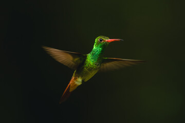 Obraz premium Rufous-tailed hummingbird spreads wings with green background