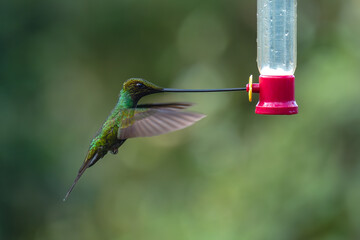 Obraz premium Sword-billed hummingbird hovers with beak in feeder