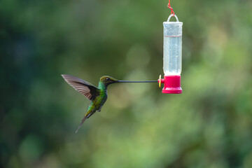 Obraz premium Sword-billed hummingbird lifts wings drinking from feeder