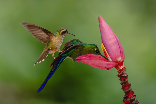 Speckled hummingbird on violet-tailed sylph on flower