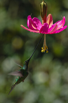 Sword-billed hummingbird hovers drinking from pink flower