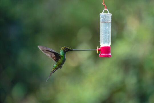 Sword-billed hummingbird lifts wings drinking from feeder