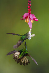 Obraz premium Two buff-tailed coronets squabble under banana flower