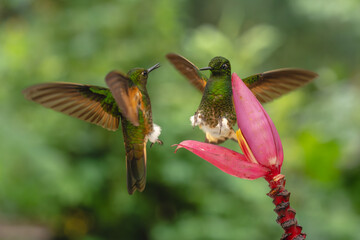 Obraz premium Two buff-tailed coronets squabble over banana flower
