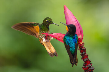 Obraz premium Velvet-purple and buff-tailed coronets on banana flower