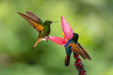 Obraz premium Velvet-purple and buff-tailed coronets squabble on flower
