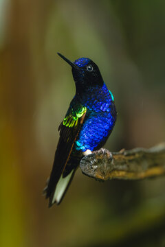 Velvet-purple coronet turns head on broken branch