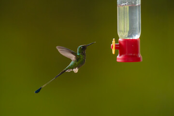 Naklejka premium White-booted racket-tail hovers raising wings near feeder