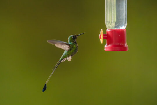 White-booted racket-tail hovers lifting wings near feeder