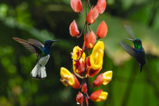 White-necked jacobin and crowned woodnymph circle flowers