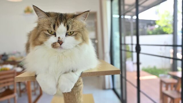 Annoyed Persian cat stay on a wooden cat tree in human house. A cat tree is an artificial structure for a cat to play.