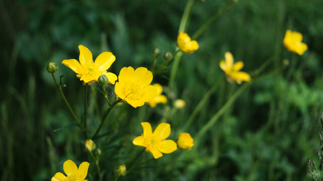 Common buttercup on a green background of foliage. Close‑up of bright yellow buttercups blooming in a field.